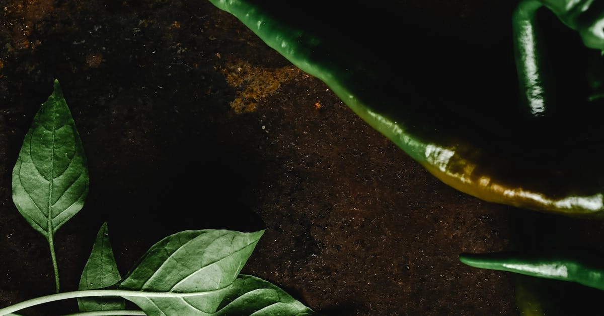 Слот игра Hot Chilli с мексиканской тематикой и символами перца чили