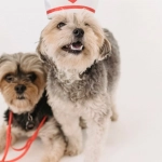 Анализ механик популярного онлайн слота Sweet Bonanza с фруктовой тематикой