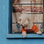 Игровой автомат The Dog House Megaways - анализ и стратегии игры