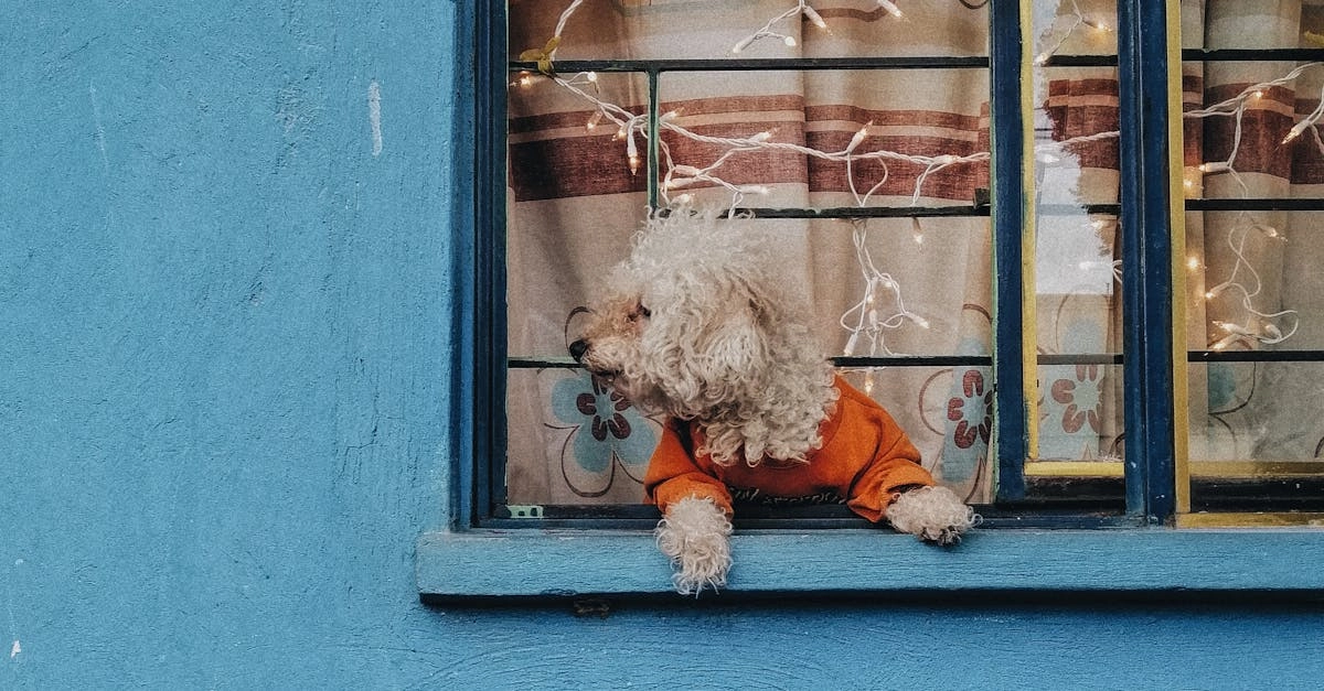 Игровой автомат The Dog House Megaways - анализ и стратегии игры